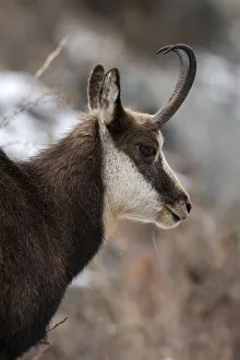Alpine Chamois (Rupicapra rupicapra), Gran Paradiso National Park, Aosta Valley, Italy Alpine Chamois (Rupicapra rupicapra), Gran Paradiso National Park, Aosta Valley, Italy