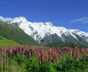 Wild Flowers Prints: Alpine flowers before Mount Cook, Canterbury, South Island, New Zealand, Pacific