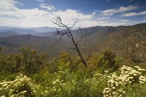 Images Dated 27th December 2007: Alpine High Country, Snowy River National Park, Victoria, Australia, Pacific