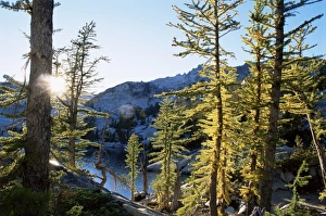 Images Dated 21st January 2000: Alpine larch trees (Larix lyalli)