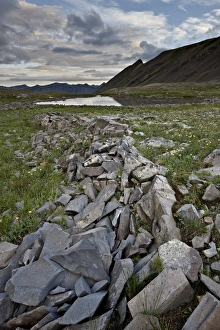 National Forest Prints: Alpine meadow at dawn, San Juan National Forest