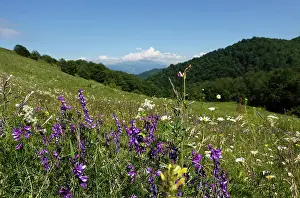 Bloom Prints: Alpine meadow, Dilijan, Armenia