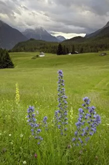 Images Dated 12th June 2008: Alpine meadow, near Kofels, Umhausen, Otztal valley, Tyrol, Austria, Europe