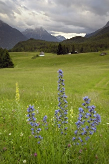 Images Dated 12th June 2008: Alpine meadow, near Kofels, Umhausen, Otztal valley, Tyrol, Austria, Europe