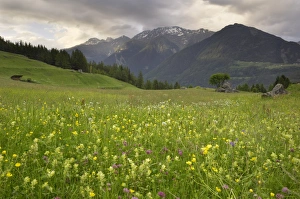 Images Dated 12th June 2008: Alpine meadow, near Kofels, Umhausen, Otztal valley, Tyrol, Austria, Europe