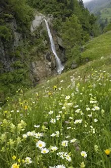 Images Dated 14th June 2008: Alpine meadow, Venter Tal near Vent, Otztal valley, Tyrol, Austria, Europe