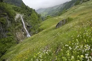 Images Dated 14th June 2008: Alpine meadow, Venter Tal near Vent, Otztal valley, Tyrol, Austria, Europe