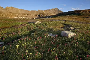 Alpine meadow with wildflowers, San Juan National Forest, Colorado, United States of America, North America