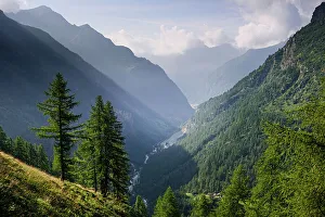 Hiking Trails Prints: Alpine meadows and forest in summer in front of Monte Rosa