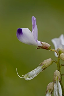 Wild Flowers Prints: Alpine milkvetch (Astragalus alpinus), Gunnison National Forest, Colorado
