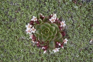 Images Dated 22nd June 2007: Alpine springbeauty (Claytonia megarhiza), Mount Evans, Colorado, United States of America
