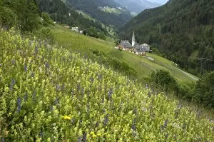 Images Dated 15th June 2008: Alpine wild flower meadow, Dolomites, Italy, Europe
