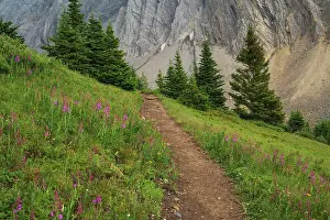 Nature Lovers Prints: Alpine wildflower meadows with fireweed (Chamaenerion angustifolium) along the Ptarmigan Cirque Trail in summer