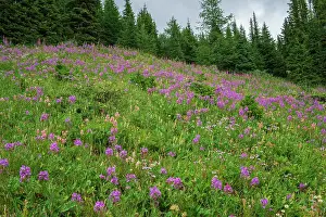 Rugged Terrain Prints: Alpine wildflower meadows with fireweed (Chamaenerion angustifolium) along the Ptarmigan Cirque Trail in summer