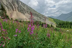 Outdoor Exploration Prints: Alpine wildflower meadows with fireweed (Chamaenerion angustifolium) along the Ptarmigan Cirque Trail in summer