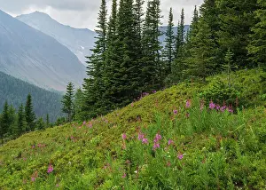 Nature Lovers Prints: Alpine wildflower meadows with fireweed (Chamaenerion angustifolium) along the Ptarmigan Cirque Trail in summer