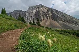 Nature Lovers Prints: Alpine wildflower meadows with pasqueflower seedheads along the Ptarmigan Cirque Trail in summer
