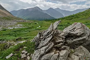 Outdoor Activities Prints: Alpine wildflower meadows along the Ptarmigan Cirque Trail in summer