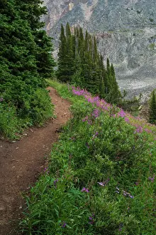 Guided Tours Prints: Alpine wildflower meadows along the Ptarmigan Cirque Trail in summer