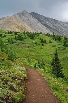 Hiking Trails Prints: Alpine wildflower meadows along the Ptarmigan Cirque Trail in summer