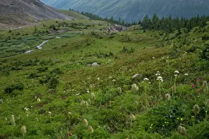 Alberta Prints: Alpine wildflower meadows along the Ptarmigan Cirque Trail in summer