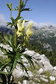 Slovenian Prints: Alpine Wolfsbane or Yellow monkshood (Aconitum lycoctonum neapolitanum)