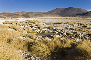 Images Dated 24th March 2008: The altiplano at an altitude of over 4000m looking over the salt lake Laguna de Tuyajto