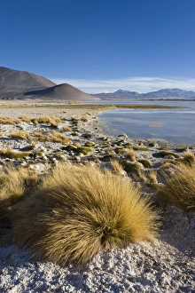 Images Dated 24th March 2008: The altiplano at an altitude of over 4000m looking over the salt lake Laguna de Tuyajto