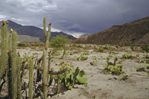Altiplano Prints: Altiplano, Bolivia, South America