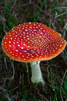 Images Dated 16th August 2011: Amanita muscaria (fly agaric) (fly amanita) a poisonous fungus, Dolomite, Belluno province, Italy