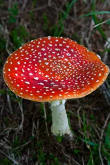 One Object Prints: Amanita muscaria (fly agaric) (fly amanita) a poisonous fungus