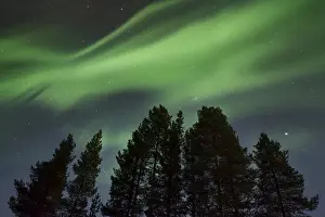 Green Colour Prints: Amazing Northern Lights (Aurora borealis) display over pine trees in night skies over Kiruna
