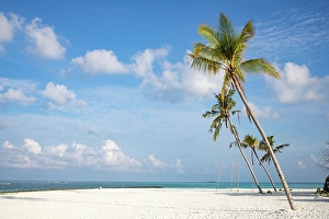 Fronds Prints: Amazing tropical island with palm trees, The Maldives, Indian Ocean