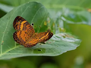 Entomology Prints: Amazon butterfly, Mazia amazonica