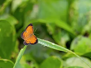 Amazon Prints: Amazon butterfly, Mazia amazonica