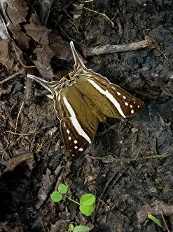 Entomology Prints: Amazon butterfly, Mazia amazonica