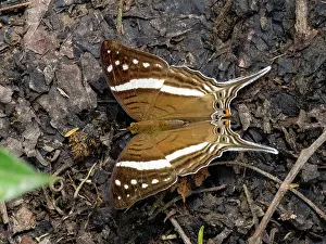 Amazon Prints: Amazon butterfly, Mazia amazonica