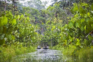 Coca Prints: Amazon Rainforest dugout canoe ride, Sacha Lodge, Coca, Ecuador, South America