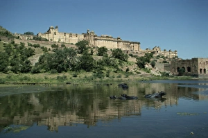 Water Buffalo Prints: Amber Palace, near Jaipur, Rajasthan state, India, Asia