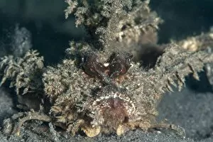 Images Dated 29th May 2008: Ambon scorpionfish (Pteroidichthys amboinensis), Sulawesi, Indonesia, Southeast Asia, Asia