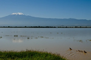 Amboseli National Park and Mount Kilimanjaro, Kenya, East Africa, Africa