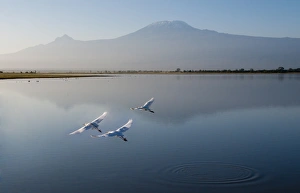 Amboseli National Park and Mount Kilimanjaro, Kenya, East Africa, Africa