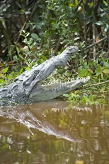 Images Dated 20th November 2007: American alligator (Alligator mississipiensis) with open jaws, Sanibel Island