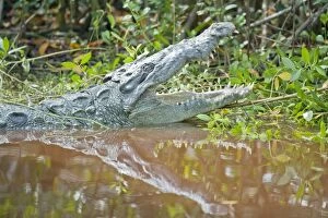 American alligator (Alligator mississipiensis) with open jaws, Sanibel Island