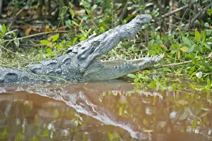 One Reptile Prints: American alligator (Alligator mississipiensis) with open jaws, Sanibel Island