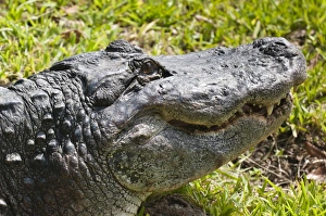 American alligator (Alligator mississippiensis), Everglades, UNESCO World Heritage Site, Florida, United States of America, North America