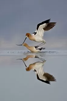 Images Dated 9th February 2009: American avocet (Recurvirostra americana) pair mating, Antelope Island State Park