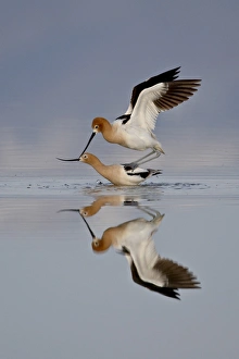 Images Dated 9th February 2009: American avocet (Recurvirostra americana) pair mating, Antelope Island State Park