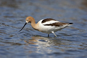Images Dated 14th April 2008: American Avocet (Recurvirostra americana), Belmar Historic Park, Lakewood