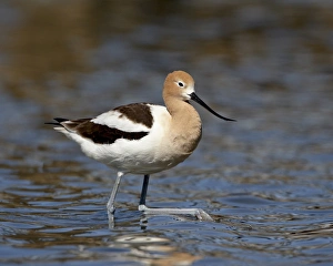 Images Dated 14th April 2008: American Avocet (Recurvirostra americana), Belmar Historic Park, Lakewood